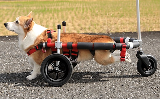 中型犬用三輪車椅子（背丈33～65cm 体重22キロ以下） 【!寄附前に事業者へ相談必要!】 雑貨 日用品 
