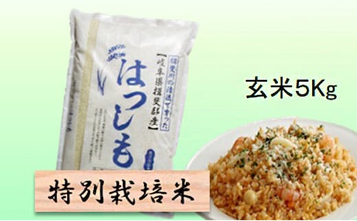 特別栽培米★玄米５kg 【ハツシモ】 お米 ブランド米 銘柄米 ご飯 おにぎり アッサリ 幻のお米 大粒 