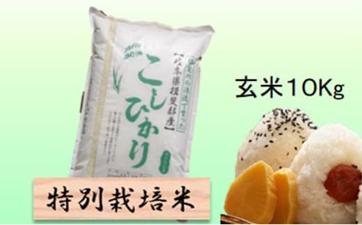 【令和7年産】特別栽培米 10kg【玄米】（コシヒカリ）