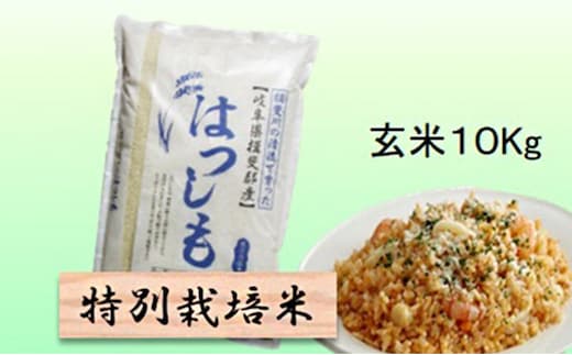 【令和7年産】特別栽培米 10kg【玄米】（ハツシモ）