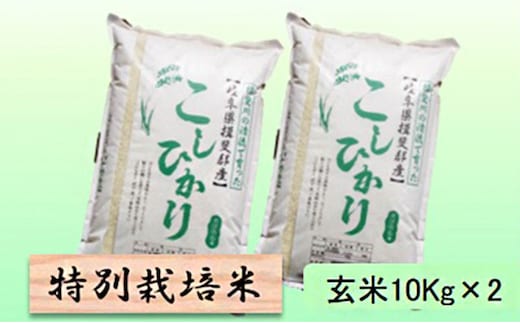 【令和7年産】特別栽培米 20kg【玄米】（コシヒカリ）