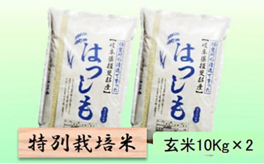 【令和7年産】特別栽培米 20kg【玄米】（ハツシモ）