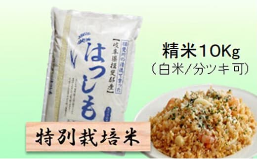 【令和7年産】特別栽培米 10kg【白米、7分ツキ】（ハツシモ）白米