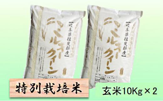特別栽培米 【 令和8年産 】 玄米 20kg【 ミルキークイーン 】