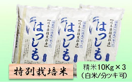 特別栽培米 【 令和8年産 】 精米 30kg（白米/5分/7分ツキ可）【 ハツシモ 】玄米は別に出品