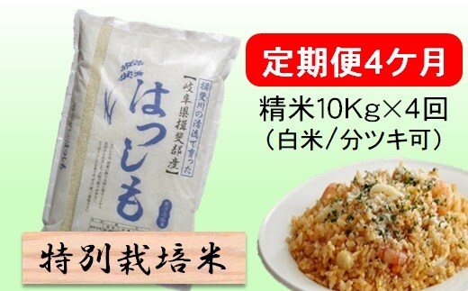 定期便 4カ月【 令和8年産 】毎月 精米 10kg（ 白米 /7分/ 5分 ツキ可）【 ハツシモ 】玄米は別に出品