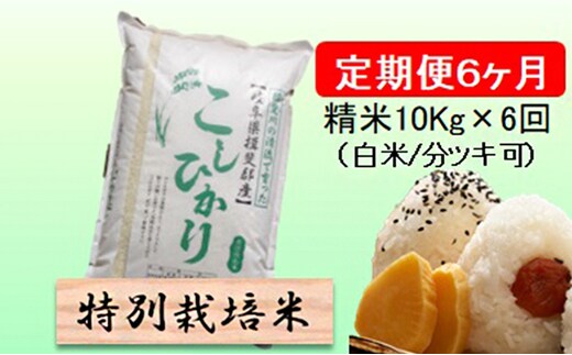 定期便 6カ月【 令和8年産 】毎月 精米 10kg（ 白米 /7分/ 5分 ツキ可）【 コシヒカリ 】玄米は別に出品