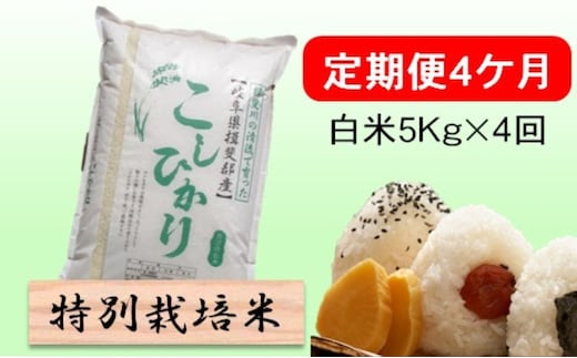 定期便 4カ月【 令和8年産 】毎月 白米 5kg【 コシヒカリ 】