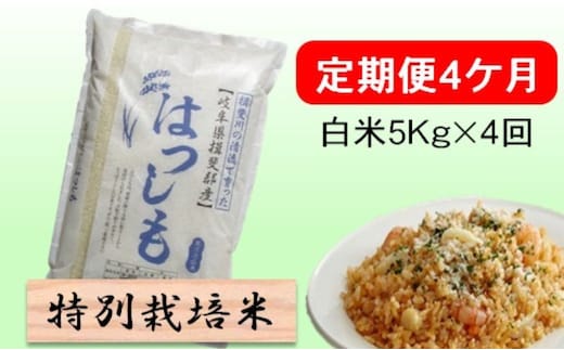 定期便 4カ月【 令和8年産 】毎月 白米 5kg【 ハツシモ 】