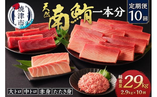 m10-001 【定期便10回】南鮪 1本 総重量約29kg（各月約2.9kg）