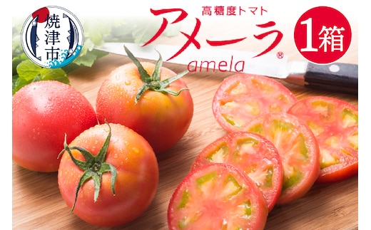 a10-371 【2026年1月より順次発送】アメーラ トマト 高糖度 トマト 産地 直送 化粧箱入