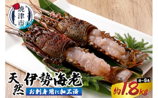 b100-073 伊勢海老 お造りセットC 約1.8kg（お刺身用に加工済）