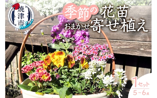 a10-1174 季節のおまかせ寄せ植えバスケット