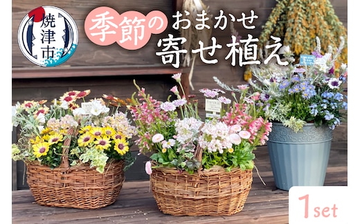 a21-055 季節のおまかせ寄せ植え