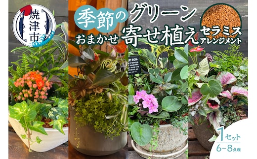 a27-010 セラミス アレンジメント 季節のグリーンの寄せ植え おまかせ