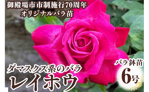 バラ鉢苗「レイホウ」 | 薔薇 鉢 苗 苗木 ※2026年4月頃より順次発送予定 ※離島への配送不可