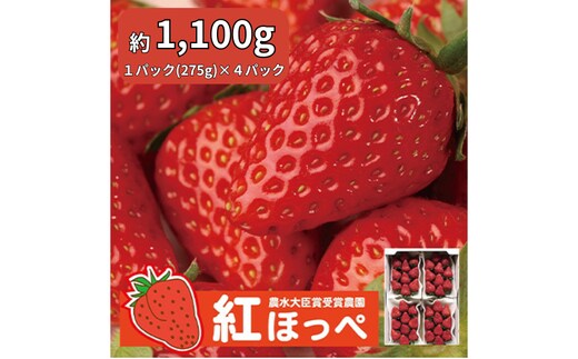 【配達地域限定】農水大臣賞受賞農園からお届け イチゴ・紅ほっぺ 4パック 配送:2026年2月上旬頃より順次発送 果物類 いちご 苺