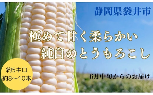 【先行予約】?極の?さと果汁 白いとうもろこし おすすめ コーン トウモロコシ 採れたて 新鮮 健康 ヘルシー 人気 厳選 袋井市