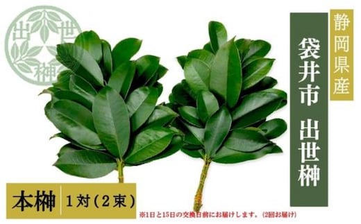 袋井市 出世榊 本榊 純国産 1対（2束）※1日、15日の交換に間に合うように配送 榊 さかき サカキ 神棚 お供え 国内産 日持ち 大きい 艶やか 静岡県