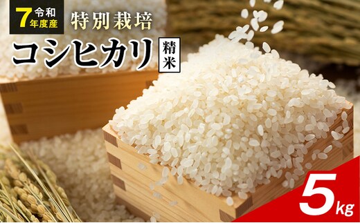 令和7年産 特別栽培米 コシヒカリ 白米 5kg 静岡県産 色彩選別済 食に意識高い方へオススメ