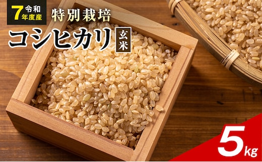 令和7年産 特別栽培米 コシヒカリ 玄米 5kg 静岡県産 色彩選別済 食に意識高い方へオススメ