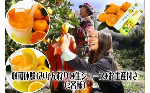 みかん狩り 収穫体験 搾りたて 生ジュース お土産付 2名様 B018／収穫体験農園ふたつぼり 静岡県 東伊豆町