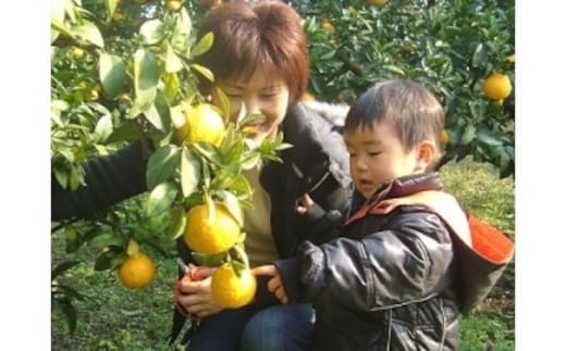 みかん狩り 収穫体験 お土産付 2名様 A021／収穫体験農園ふたつぼり 柑橘 フルーツ 静岡県 東伊豆町
