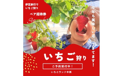 いちご狩り体験チケット 2名分食べ放題30分練乳付き いちごらんど中西 伊豆 1271