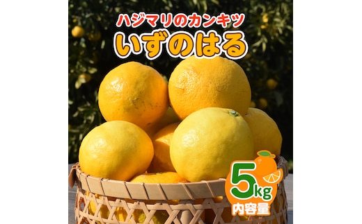 【2月配送】いずのはる 赤秀（最高級） 5kg JAふじ伊豆 静岡県産 1382 ／ JAふじ伊豆 いずのはる 赤秀 贈り物 静岡県 東伊豆町
