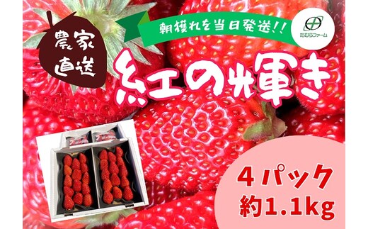 （冷蔵）【3月～4月発送】朝摘みいちご 紅の輝き 約1.1kg（約280ｇ×4パック） 1403 ／ たむらファーム いちご 苺 大粒 完熟 農家直送 静岡県 東伊豆町