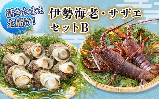 活 伊勢海老 サザエ セット B 10月～5月中旬出荷予定 獲れたて 活伊勢えび 3～6匹 活サザエ 4～15個 伊勢えび 伊勢エビ さざえ 海老 えび エビ 貝 魚介 魚介類 海鮮 海鮮セット 冷蔵 静岡 静岡県 