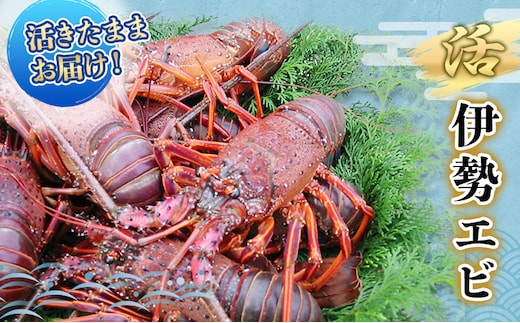 活 伊勢海老 4～8匹 活きたままお届け 毎年10月～翌年5月中旬出荷予定 獲れたて 活伊勢えび 伊勢えび 伊勢エビ 海老 えび エビ 貝 魚介 魚介類 海鮮 冷蔵 静岡 静岡県 
