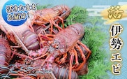 活 伊勢海老 4～8匹 活きたままお届け 毎年10月～翌年5月中旬出荷予定 獲れたて 活伊勢えび 伊勢えび 伊勢エビ 海老 えび エビ 貝 魚介 魚介類 海鮮 冷蔵 静岡 静岡県 