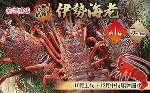 漁師直送 新鮮！朝獲れ活伊勢海老1kg【出荷：10月上旬～12月中旬】 伊勢エビ 冷蔵