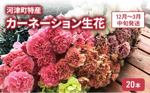 河津町特産 カーネーション 生花 20本 12月～3月中旬発送
