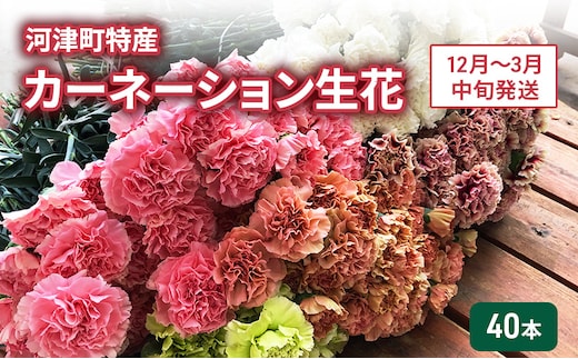 河津町特産 カーネーション 生花 40本 12月～3月中旬発送