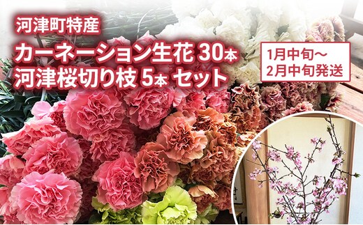 花 カーネーション 30本 河津桜 5本 セット 生花 切り枝 お花 フラワー アレンジメント フラワーアレンジメント 桜 静岡 静岡県 河津 河津町