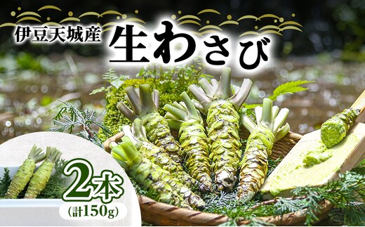伊豆天城産 生わさび 2本 計150g 調味料 薬味 わさび 山葵 生山葵 ワサビ 生ワサビ 刺身 寿司 新鮮 河津町産 静岡県産