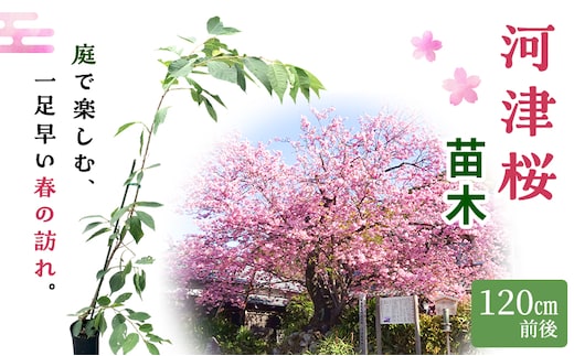 苗 河津桜 苗木 120cm前後 桜 花 植物 カンヒザクラ ハヤザキシマサクラ 河津川 ピンク 河津町 静岡県