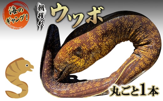 海のギャング 朝獲れウツボ！ 丸ごと1本 ウツボ うつぼ タタキ 唐揚げ 冷蔵 煮付け 酢の物 味噌つけ 酒のつまみ おかず 河津町 静岡県