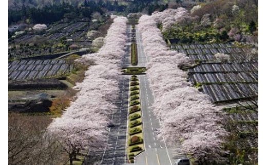 L26冨士霊園施設利用券（20枚）