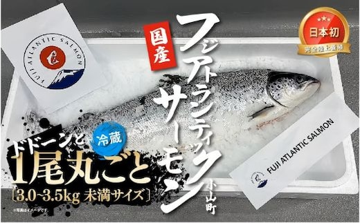 フジアトランティックサーモン（１尾3.0～3.5kg未満）セミドレス