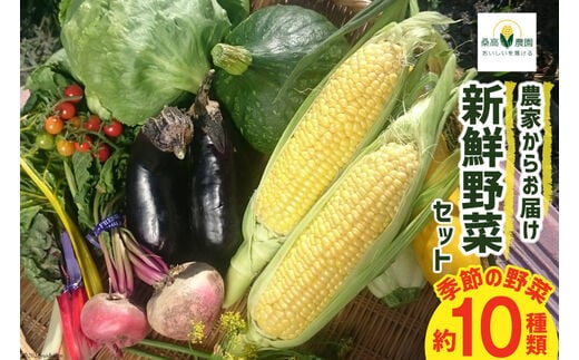 【期間限定発送】野菜 10種類 セット [桑高農園 静岡県 吉田町 22424127] 野菜 やさい 新鮮 旬 季節の野菜 セット 10種 美味しい
