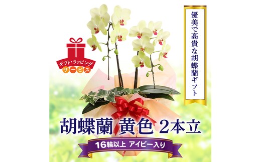 胡蝶蘭 黄色 ２本立１６輪以上 アイビー入り H042-011