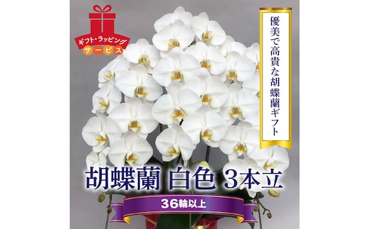 胡蝶蘭 白 3本立 ３６輪以上 H042-012