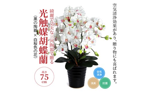 綺麗で丈夫な三河陶器で贈る光触媒胡蝶蘭大輪５本立（黒の陶器×白桜色の花）H100-079