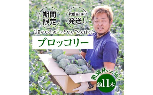 【収穫当日に発送します】豊かな大地“へきなん”から贈る ブロッコリー約11本【期間限定】 H139-022