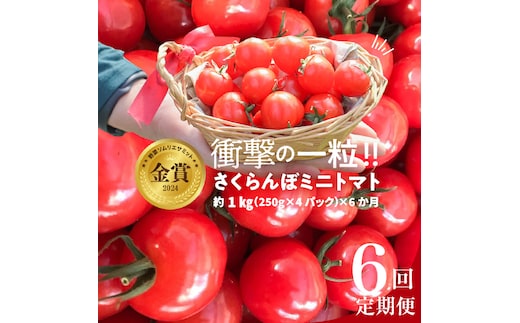 予約受付 個数限定 新食感 トマト さくらんぼトマト ミニトマト ぷちぷよ 約1kg 定期便 6回 野菜ソムリエサミット 金賞 受賞 産地直送 野菜 フルーツ サラダ 濃厚 ツヤツヤ ぷにぷに やわらかい 希少 塩農法 リコピン 長田農園 愛知県 碧南市 送料無料 H004-136