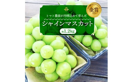 【2026年発送】皆さんの応援から実った シャインマスカット 約1.2kg（2房）【数量限定】 フルーツ 果物 長田農園 産地直送 甘い ご褒美 プレゼント 美容 健康 リピート多数 人気 高評価 碧南市 H004-151