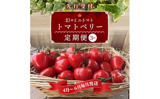 【4月～6月の定期便】たっぷり約2kg×3回！ 人気No.1トマトベリーの定期便 野菜ソムリエサミット 金賞 受賞 長田農園 産地直送 トマト とまと 野菜 やさい フルーツ サラダ 濃厚 甘い ご褒美 プレゼント 美容 健康 リピート多数 人気 高評価 数量限定 碧南市 H004-131